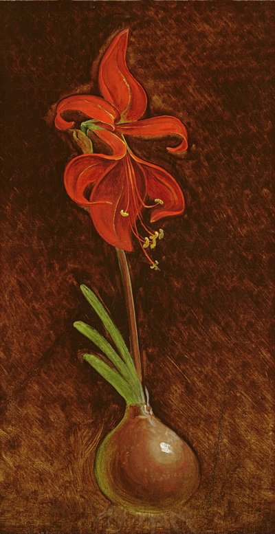 Amaryllis Formosissima da Philipp Otto Runge